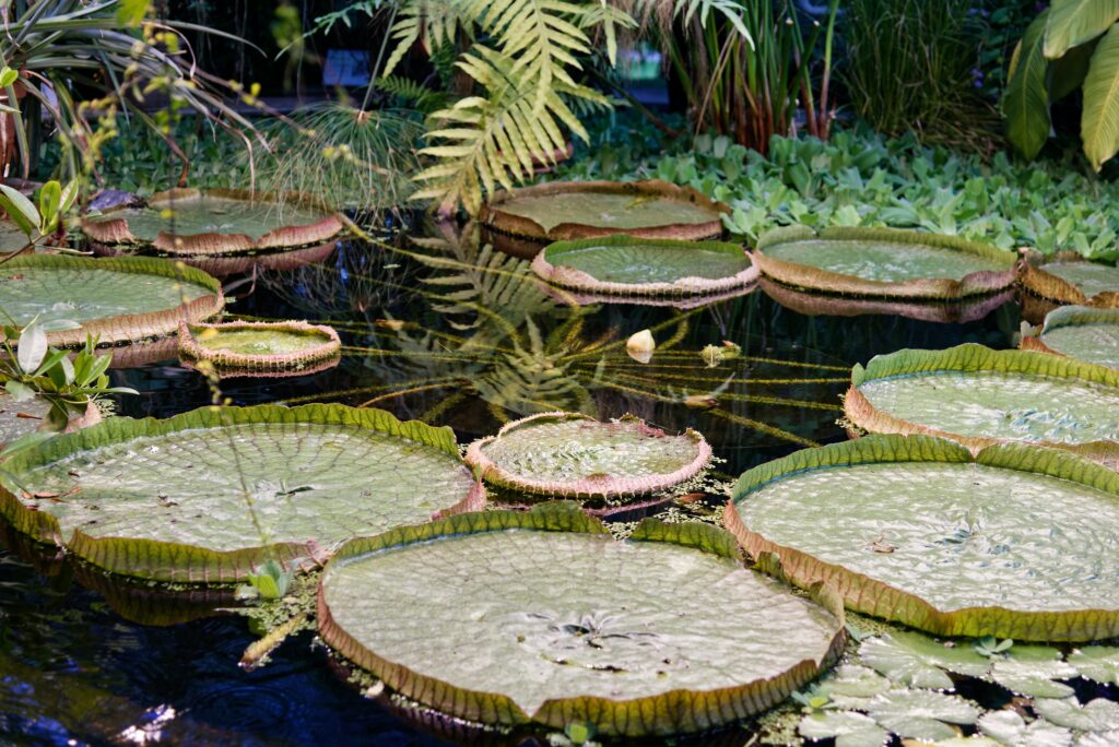 The Pamplemousses Garden Mauritius