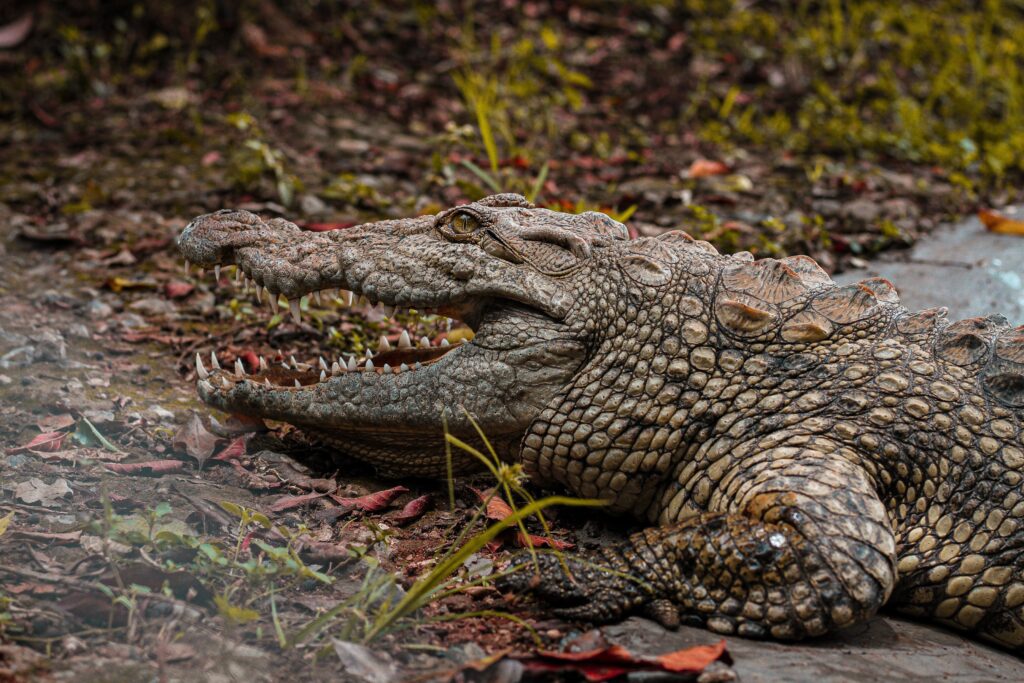 La Vanille Nature Park Mauritius